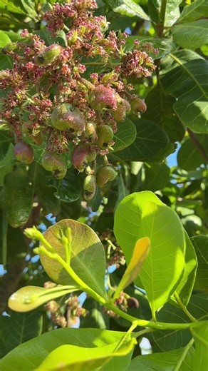 វីដេអូ​របស់ Mr.LenG (@mr.leng14) ជាមួយ សំឡេងដើម - Nikornចម្រៀងពិរោះៗ🎶🎵🇰🇭🇰🇷 - Susan