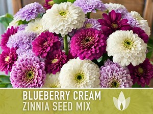 Blueberry Cream Zinnia Seeds | 100  Seeds, Heirloom Flower Mix, Butterfly Garden, Bouquets - Etsy