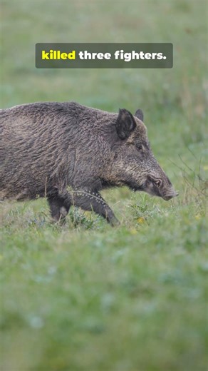Wild Boar ATTACKS Base! Iraq Clip You Can’t Miss