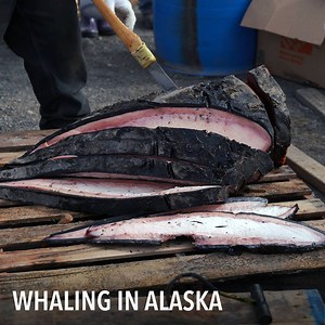 We learn why this indigenous group in Barrow, Alaska continues its tradition of whaling. For more: www.voanews.com/connect | Voice of America
