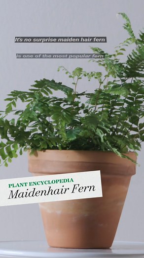 14K views · 35 reactions | There’s a maidenhair fern for every purpose, from tropical houseplants to winter-hardy ferns for moist and shady locations. Learn more: https://bit.ly/3OlYshQ | Better Homes & Gardens | Facebook