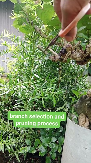 branch selection and pruning process #bonsaitree #gardening #hibiscus #bonsai | Hadi Purnomo
