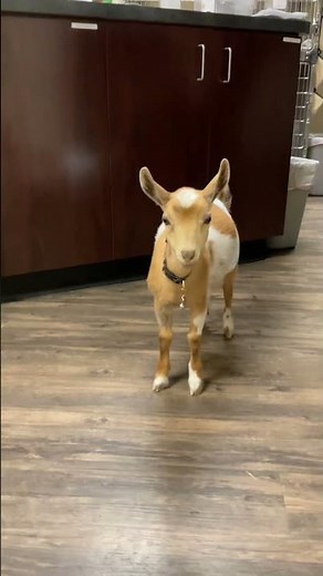 What walked into Little Critters Veterinary Hospital today