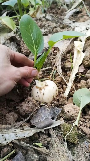 Grafting and Budding Techniques - Easy Plant Grafting Methods #facebook #reels #viral #video #shorts ( | Huzzi Baloch