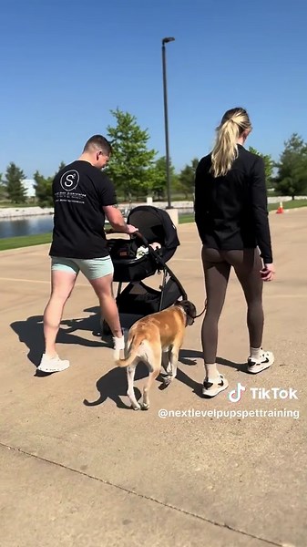 Improve Dog Communication for Better Training