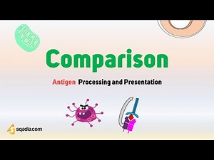 Antigen Processing and Presentation | Comparison | Medical Student Immunology