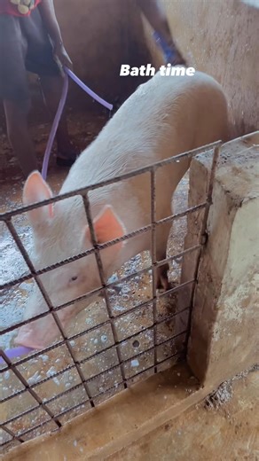 Bath time | Jax Farm