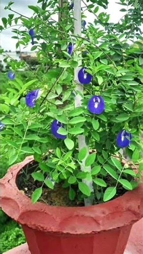 Beautiful winters plants 🌺🌼 ||☘️ gardening..#trendingreels #viral youtube #aprajita #explore #shorts