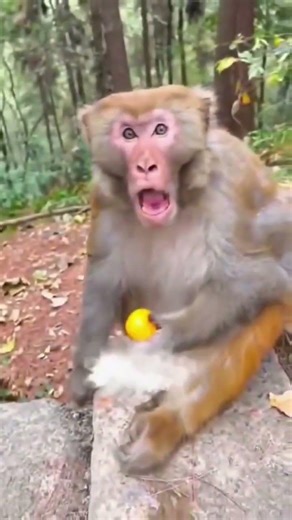 Funny Monkey Fails 😂 | Try Not To Laugh
