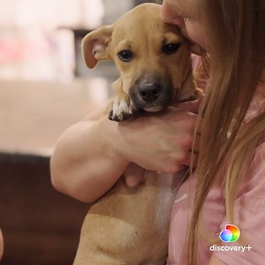 Watch how this little girl's face changes when she realizes the puppy is hers to keep 😭 Join The Asher House in helping animals find their forever homes on the season finale of #MyPackLife streaming now on discovery | Animal Planet