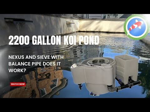 2200 gallon koi pond with nexus and Cetus sieve