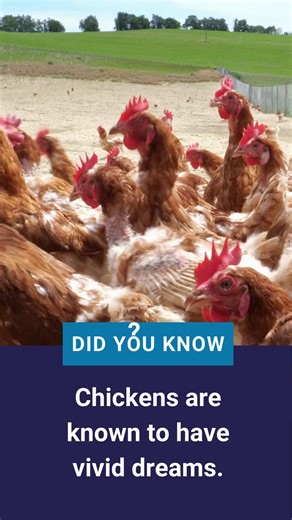 16K views · 24 reactions | Did you know chickens dream when they sleep? Just like us, they go through REM (Rapid Eye Movement) sleep—the stage where dreaming happens. Scientists think they might replay their day. #Chickens #Science #Dreams #TheMoreYouKnow #HowStuffWorks | Howstuffworks | Facebook