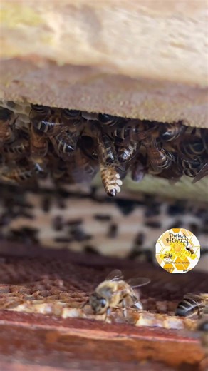 El Proceso de Producción de Cera en la Abeja Melífera