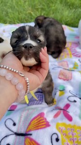 1.8K views · 129 reactions | The Siberian husky pups, 3 weeks, Susie x Tora ‍❄️ | SNOW WOOLY HUSKY | Facebook