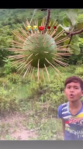 This video features a young boy in a lush green field standing beneath a large fruit that has been covered in sharp wooden toothpicks. The footage shows the boy reaching out to touch the spiked object before quickly pulling his hand back as if he has been pricked. The scene then transitions to a reaction clip of a popular streamer laughing and making high-pitched sounds. The humor in the video is derived from the absurd nature of the spiked fruit and the boy’s exaggerated, theatrical reaction. B