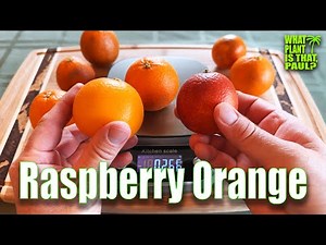 CALIFORNIA Raspberry Orange TASTING and REVIEW / A more pleasing alternative to the blood orange.