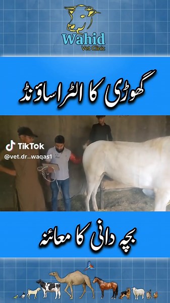 Mare Ultrasound #mare #mareultrasound #equine #equineultrasonography