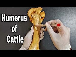 Humerus of Cattle || Practical approach || Simplified ✔|| by Aniket tyagi