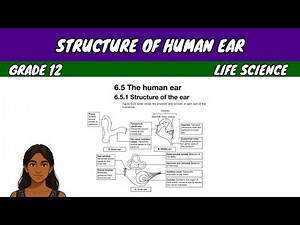 Structure of Human Ear | Grade 12 Life Science