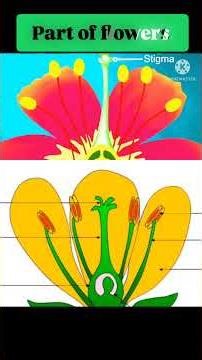 part of flowers/flower animation/reproduction in flowers #ytshorts