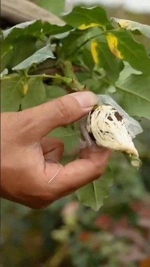 Easy Rose Propagation Technique #farmingtech @RomFarm