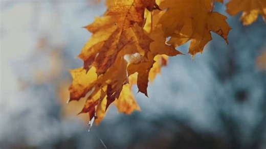 Sidad Qedri on Instagram: "Arrange & Mix & Master : Sidad Qedri . @nujdarmt 🎙️ Oud : @cihgir_amedi Kanun : @bilind_mahdi Kors : @dilsahgucum @dilanaryildizofficial"