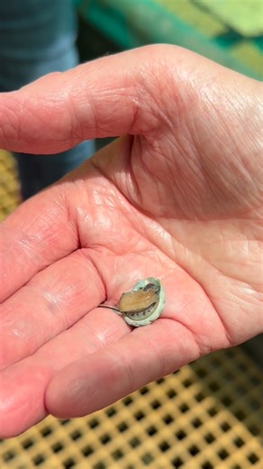Our Visitor Information Centre volunteers got a behind the scenes look at the Ocean Road Abalone farm. Such a unique local experience - and yes you can book a tour too! #iamportfairy #visitgreatoceanroad #oceanroadabalone | I AM Port Fairy
