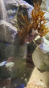 10K views · 209 reactions | While the majority of sharks give birth...