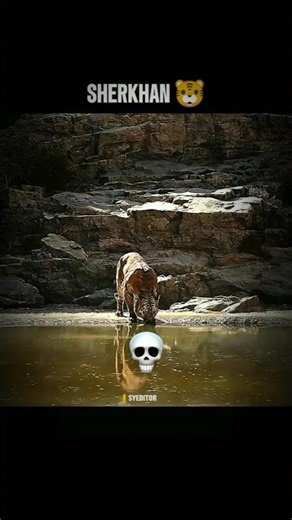 Weit For Sherkhan ll Tiger Entry ll The Jungle Book ll #thejunglebook #movie#edit #hollywood #shorts
