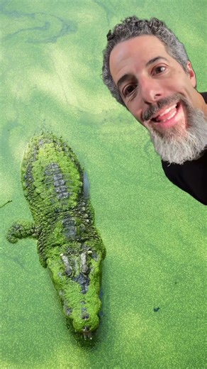 Funky Monkey 🐊 Let Me See Your Alligator | Fun Animal Song for Babies & Toddlers