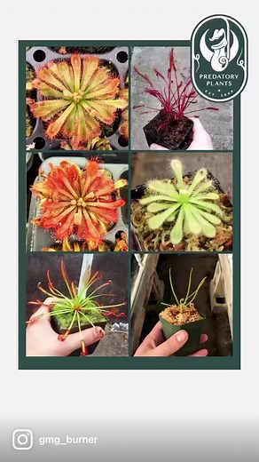 1.3K views · 12 reactions | Sundews (Drosera) are the perfect carnivorous plant for beginners. They catch insects with their sticky leaves, keeping them out of your home and off your other plant babies. Plus, they are beautiful, unique, and a collectors item that comes in a variety of colors and leaf shapes. Which one is your favorite? | Predatory Plants | Facebook