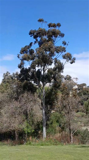 Lessons from a Tree: 1.) Stand Tall 2.) Go out on a limb 3.) Remember your roots 4.) Drink plenty of water 5. ) Be content with your natural beauty 6.) Enjoy the view. 🌳 #lessonsfromatree #treewisdom #LetGoLikeLeaves #naturelessons #lifelessons #GrowWithGrace #mindfulcontent #facebookreelsviral #FacebookMonetization #fblifestyle | Win Conquer
