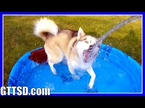 SIBERIAN HUSKY IN POOL | GoPro Hero4 Session | Slow Motion | HUSKY POOL PARTY