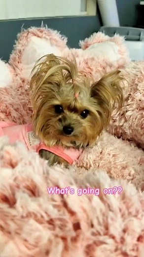 Afternoon play time with daisy and lily #yorkie #yorkiesofinstagram #yorkies #yorkielove #yorkiegram #yorkielife #yorkiepoo #yorkiepuppy #yorkiesofficial #yorkiesofig #yorkielovers #pawlover #animallover #mydog #YorkieOfTheDay #yorkiegram101 #yorkiemix #yorkiefamous #yorkienation #yorkieofinstagram #yorkielover #yorkiemommy #yorkiemom #yorkiemoments #yorkiemodel #yorkiemodels #yorkiemodeling @pawplanetusa for custom made dog harnesses @customembroideryprint | Daisytheyorkie2020