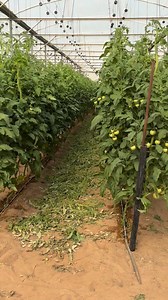 308K views · 3.4K reactions | Tomato farming tricks #tricks #tips #farming | JUMOH Han | Facebook