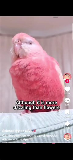 Funny Parrot Clips and Tongue Twisters