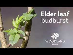 Elder leaf budding Timelapse | Woodland Trust