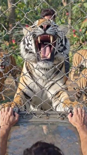 Tiger around me!#crazily