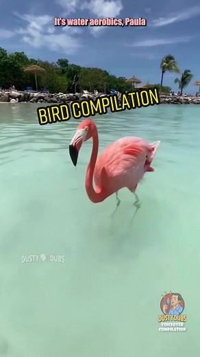 🕊️ BIRD COMPILATION #voiceover #bird #funny #fyp | funny animal videos