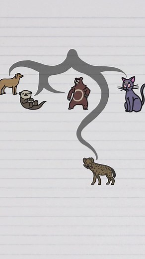 Hyenas: Are They More Like Cats or Dogs?