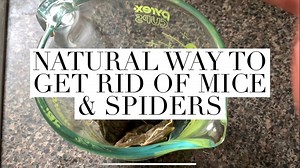 4.4K views · 65 reactions | Mice and spiders LOVE to come out and play once the weather gets warm. This is the all natural way we keep them out of our garage. We live across from a farm, so this is extremely necessary for us: | 4 Hats and Frugal | Facebook