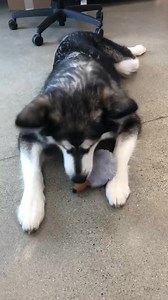 1.5K views · 92 reactions | Our team has been giving Maya pep talks all day today as she prepares for her surgery tomorrow. We think she is eating up all of the positive energy, don't you? It's not too late to support Maya's life-changing surgery! Give a gift now: https://www.facebook.com/donate/556925525575950/218720700298572/ | Washington Area Humane Society | Facebook