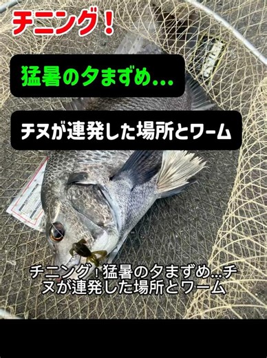 チニング！猛暑の夕まずめ...チヌが連発した場所とワーム ＃チニング ＃チヌ ＃キビレ ＃クロダイ ＃チニング場所 ＃7月チニング ＃チニングワーム
