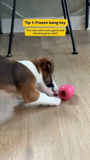How to stop your puppy biting