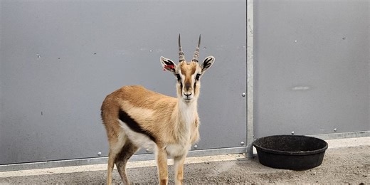 Antelope set to join Giraffe & Friends at Topeka Zoo