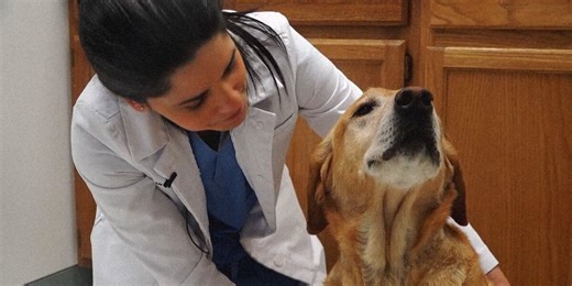 Infinity Market to benefit families with pets in southern Illinois