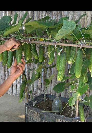 How to Successfully Grow Cucumbers in Containers