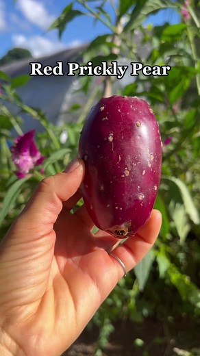 Discover the Sweetness of Red Prickly Pear Fruit