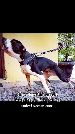 The Cool Factor of APBTs: A Dog Lover's Perspective