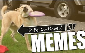 To Be Continued... MEMES